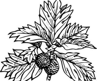 Breadfruit Clip Art