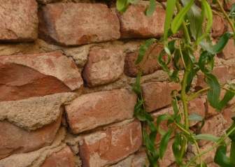 Brick Wall And Ivy