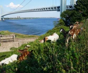 Bridge Goats Nature