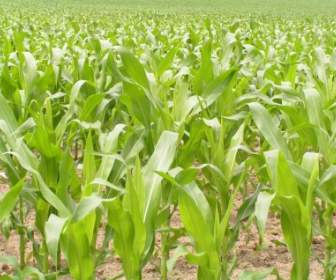 Bright Corn Field
