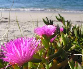 鮮豔的花朵 Amp 海灘