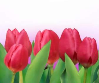 Vector De Tulipán Brillante