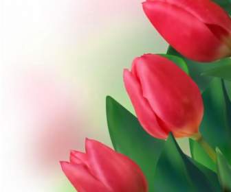 Sáng Hoa Tulip Vector