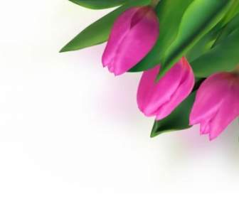 Tulip Cerah Vektor
