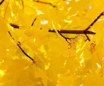 明亮的黄色树叶