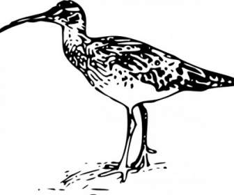 Bristle Thighed Curlew Clip Art
