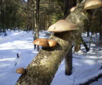 Brochette 的蘑菇