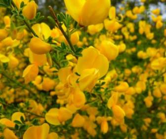 broom flower yellow