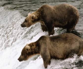 Papel De Parede De Urso-pardo Tem Animais