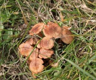 Brown Fungi Grass
