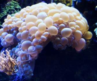 거품 산호