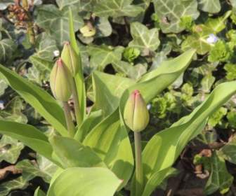 bud tulip green