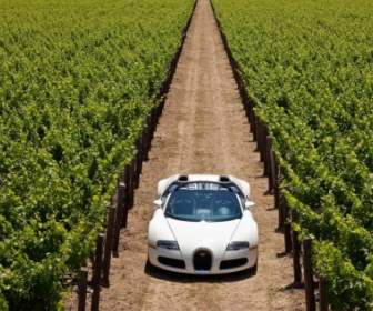 Bugatti Veyron-Tapete-Bugatti-Wagen