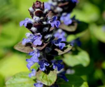 Bugle Blu Fiore Fiore Appuntito