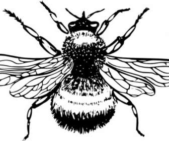 Bumblebee Clip Art