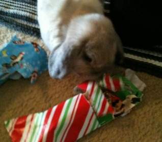 Bunnies Like Presents Too