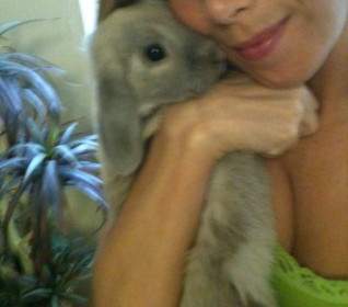الحب الأرنب