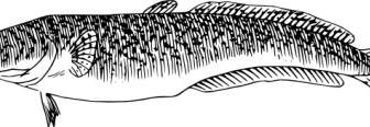 Burbot Fish Clip Art