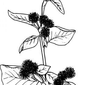 Burdock Flowers Lineart Clip Art
