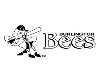 伯靈頓蜜蜂