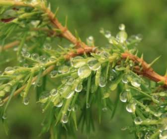 Bush Coniferous Drops