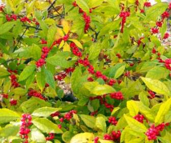 Bush With Red Berries