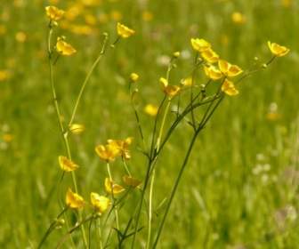 buttercup meadow pointed flower