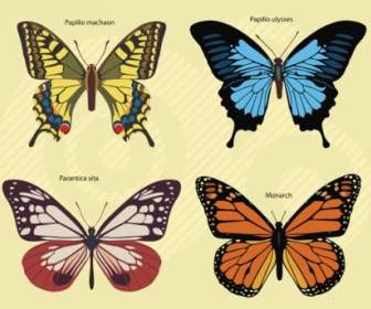 Images De Papillons