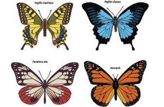 Vecteur Libre Papillons