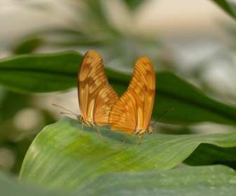 Butterflies จูเลียผีเสื้อ Dryas Iulia
