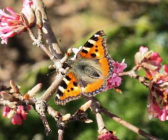 butterfly animal spring