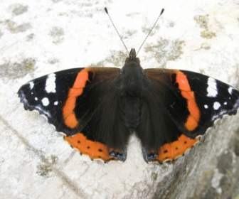 Pomarańczowy Czarny Motyl