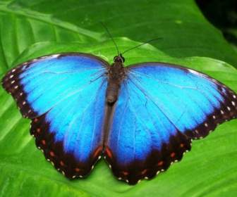 Insecte Papillon Bleu