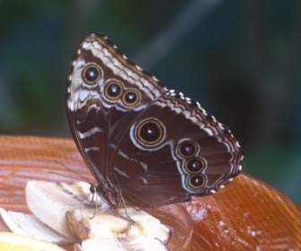Blauer Morphofalter Morpho Peleides Schmetterling