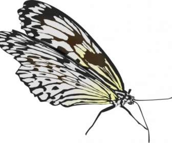 Motyl Clipart