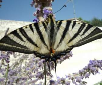 Butterfly Flower Black White