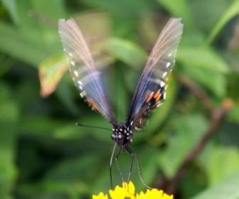 Butterfly In Motion