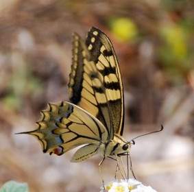 Schmetterling Insektenflügel