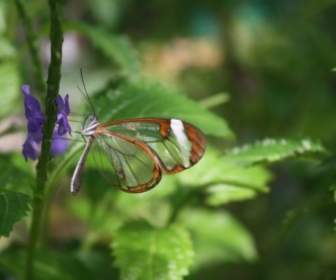 butterfly nature leaf