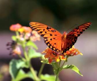 Бабочка оранжевый черный