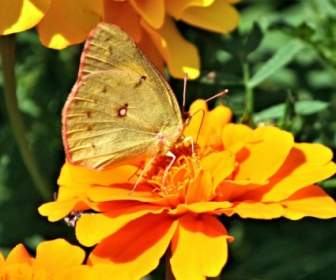 Papillon Orange Soufre Colias Eurytheme