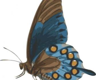 Schmetterling Papilio Philenor Seite ClipArt