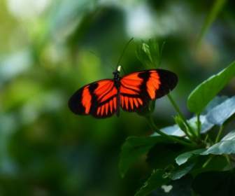 Schmetterling Leidenschaft Schmetterling Heliconius Melpomene