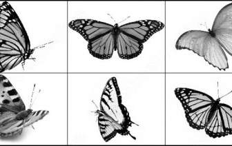 蝶の Photoshop のブラシ