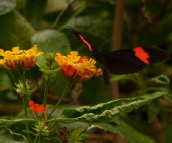 Butterfly Small Postbote Heliconius Erato