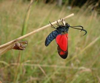 Papillon Sumpfhornklee Infausta Pré