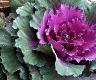 Cabbage Decoration Plants