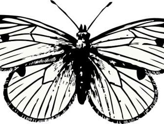 Kohl-Schmetterling-ClipArt-Grafik