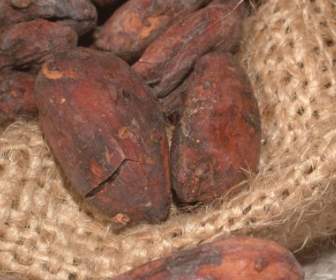 ถั่วเมล็ด Cacao โกโก้โกโก้