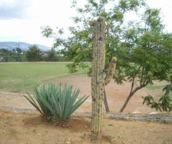 Kaktus Dan Agave